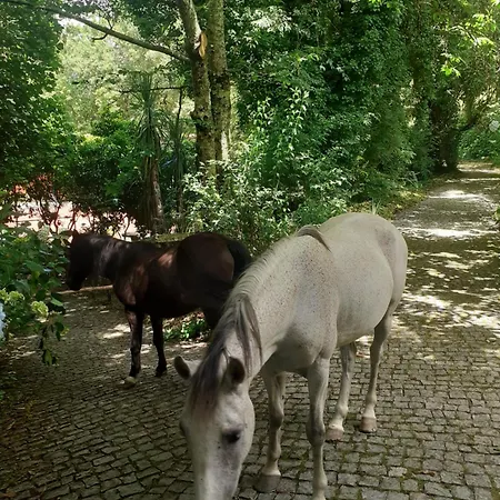 Dağ evi Quinta Do Castro Wood House