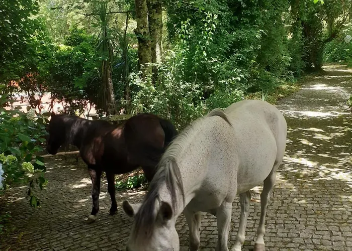 בקתה Quinta Do Castro Wood House